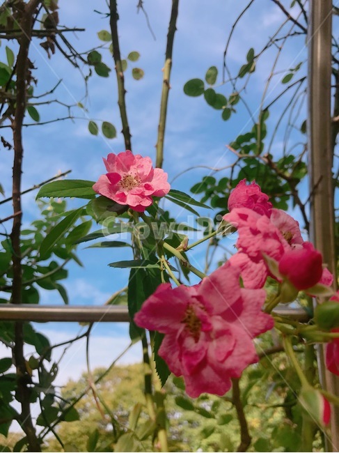 장미,꽃,rose,로즈,장미꽃,캐비지로즈
