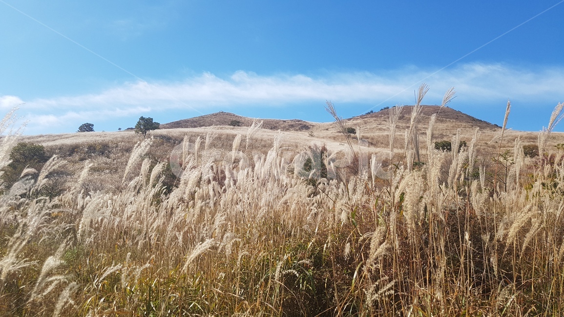 산,자연,가을,풍경,갈대,하늘,구름,계절,억새풀,한국,가을,계절,fall,autumn,season,자연,풍경,nature,landscape,grass,잔디,plant,식물,lawn,reed