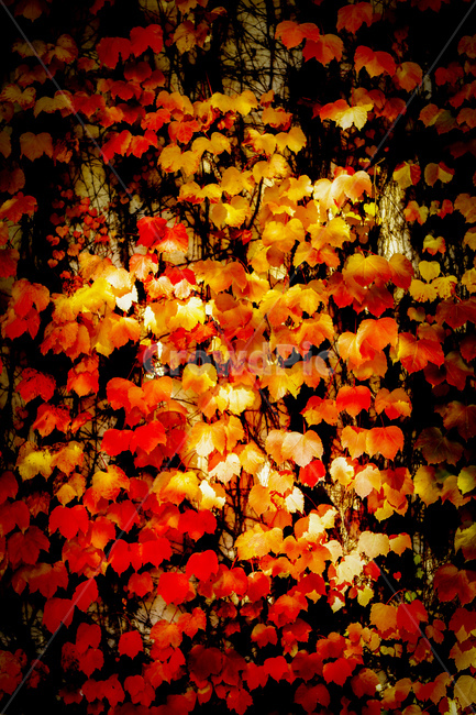 가을,나무,담쟁이,넝쿨,붉은색,가을,계절,fall,autumn,season,leaf,잎,plant,식물,tree