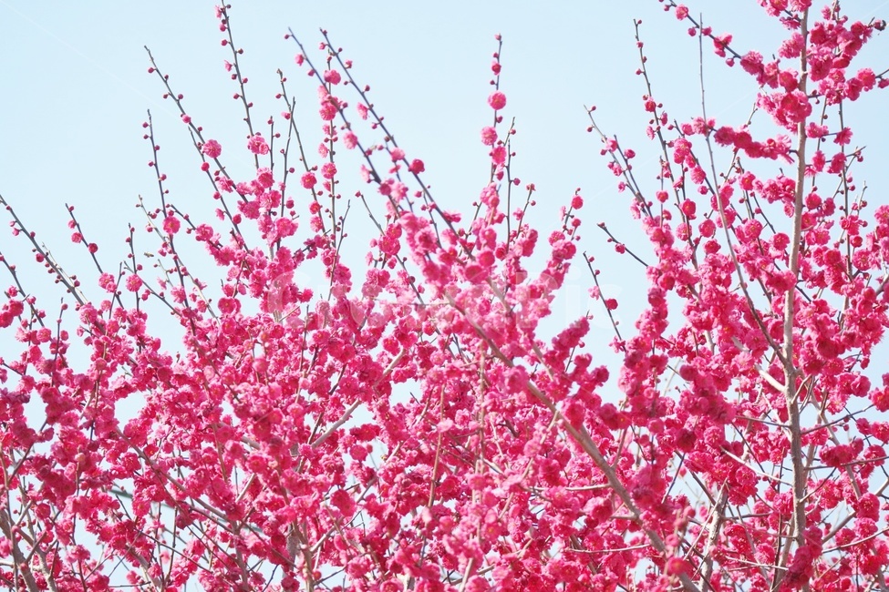 봄,꽃,spring,flower,홍매화,순천,탐매마을,봄,계절,spring,season,식물,자연,plants,nature,꽃,flower,감성,sensible,feeling,plant,blossom