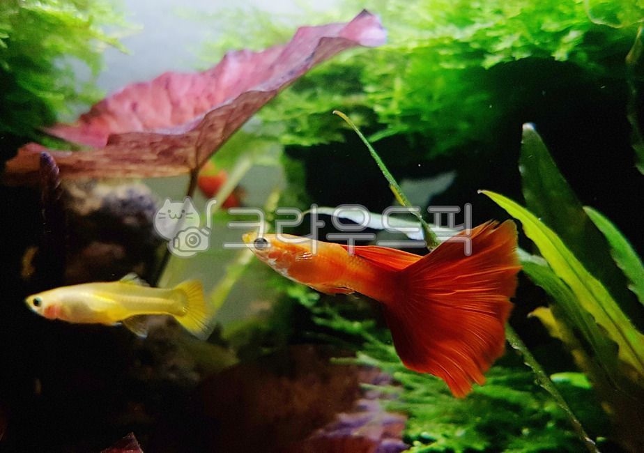 fish,물고기,구피,관상어,열대어,guppy