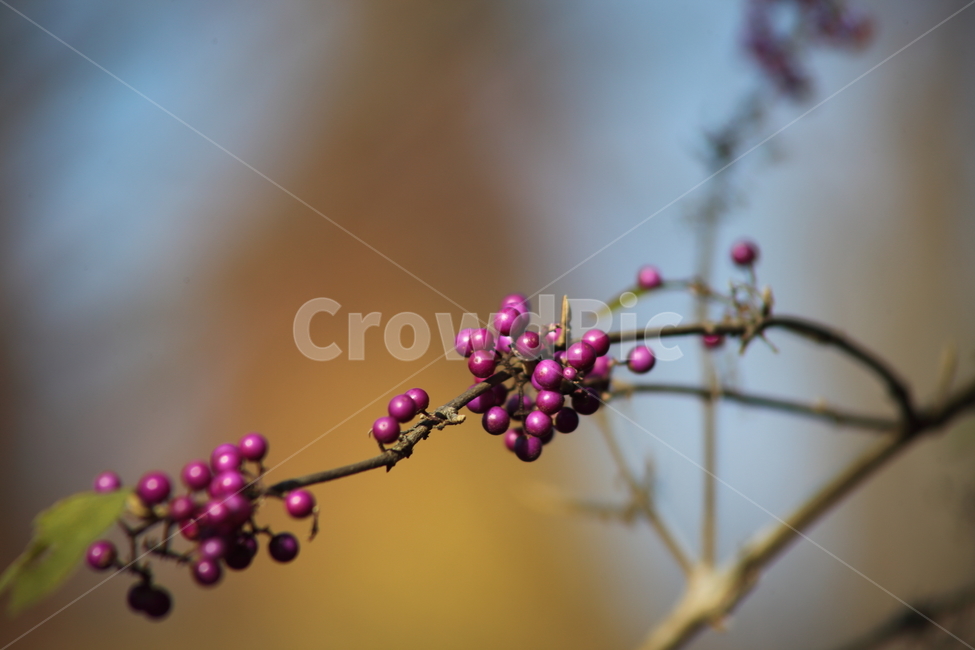 작살나무,열매,종자,번식,japanesebeautyberry,식물,자연,plants,nature,과일,열매,fruit