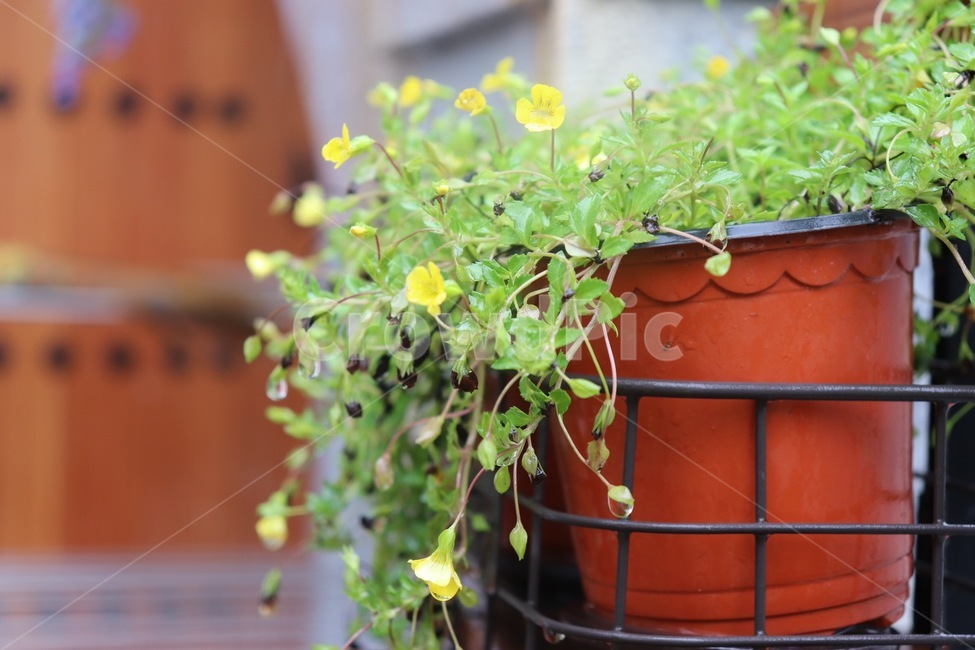 꽃,화분,식물,flower,plant,flowerpot