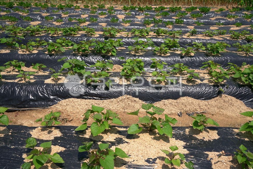 고구마,고구마농사,고구마밭,sweetpotato,sweetpotatofield,sweetpotatofarming,plant,식물