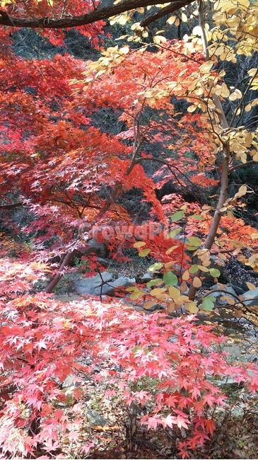 leaf,잎,나무,가을,풍경,단풍,autumn,산,scenery,가을,계절,fall,autumn,season,plant,식물,tree,maple
