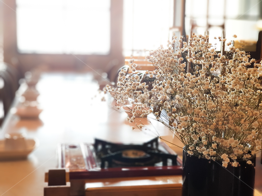 꽃,flower,table,테이블,빛,실내용화초,화분,화초,house plant