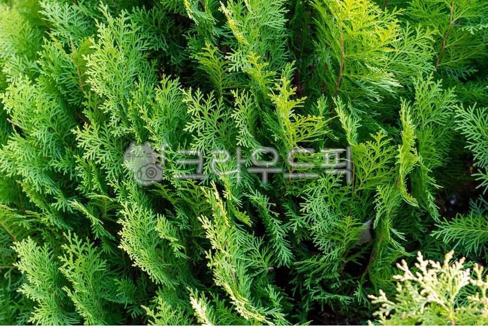 측백나무,식물,잎,초록색,구과식물,자연,상록수,녹색,green,nature,plant,leaf,platycladusorientalis,platycladus,tree,conifer,초목,vegetation,측백,나무
