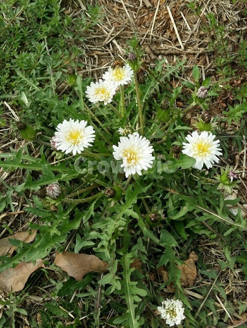 하얀민들래,민들래,흰꽃,꽃,야생화