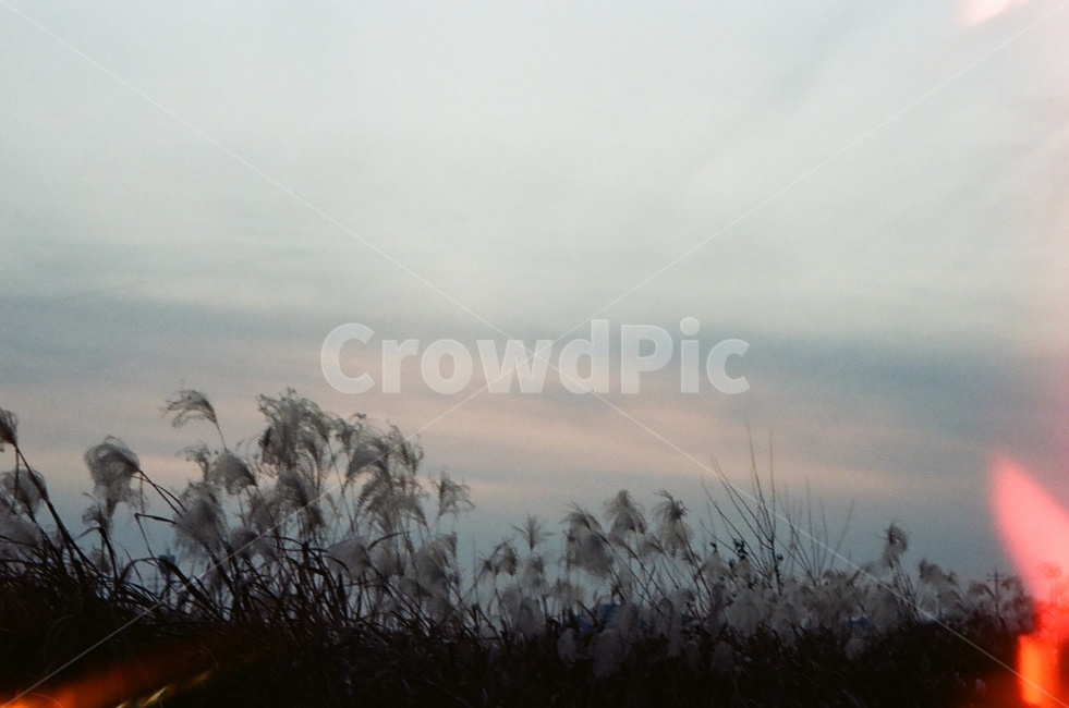 plant,식물,nature,자연,weather,날씨,갈대,하늘,구름,노을,감성,필름,겨울