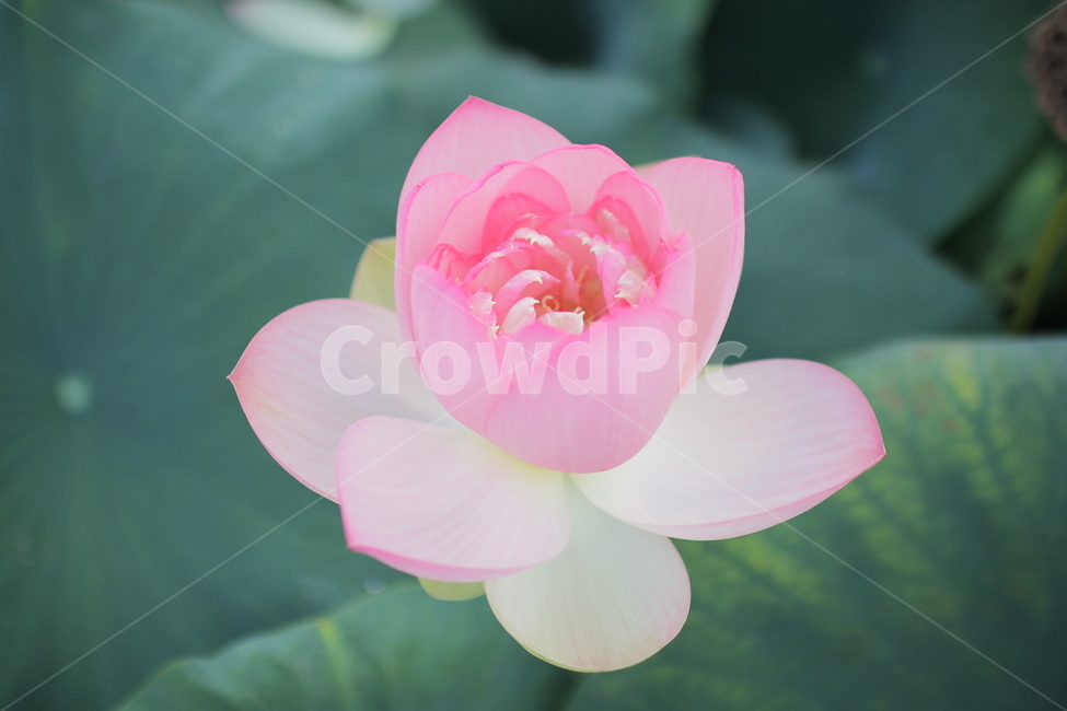 연꽃,식물,분홍,초록,청초,꽃,여름,식물,자연,plants,nature,꽃,flower
