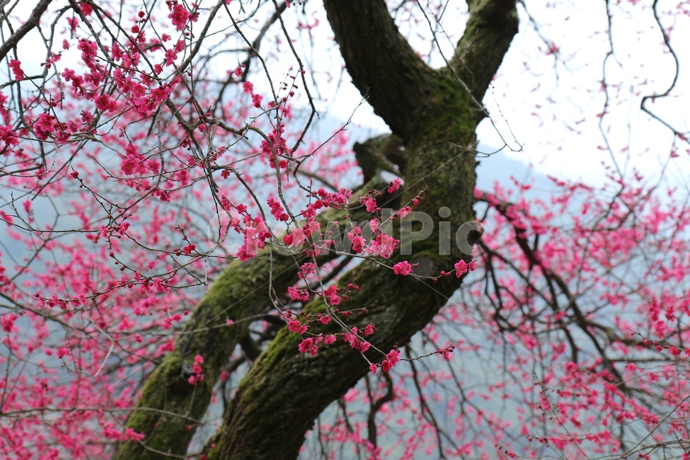 자연,식물,꽃,나무,매화,봄,홍매화,봄꽃,화엄사,핑크,분홍,아름다운,고목,flower,nature,tree,plant,spring,플라워,꽃사진,봄,계절,spring,season,식물,자연,plants,nature,꽃,flower,tree trunk,나무 줄기