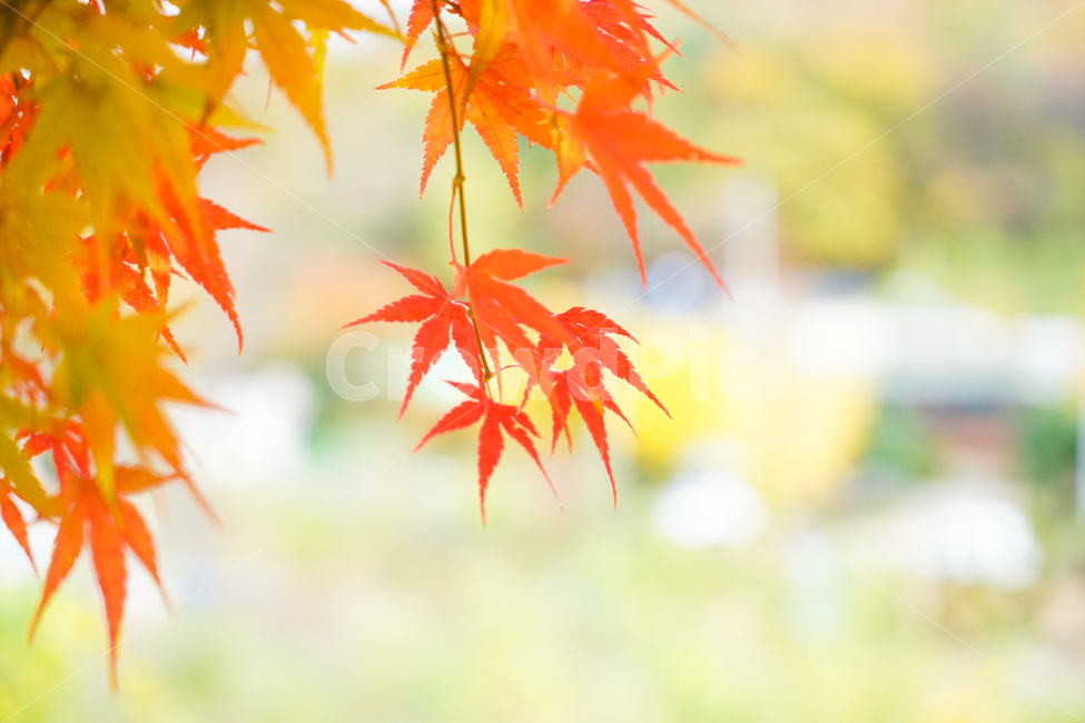 단풍,가을,물단풍,나무,계절,추색,단풍잎,잎새,가을,계절,fall,autumn,season,plant,식물,leaf,잎,tree