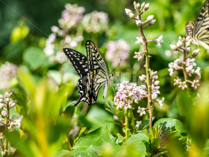나비,곤충,꽃,식물,자연,butterfly,insects,flower,plants,nature,식물,자연,plants,nature,꽃,flower,동물,animal,곤충,벌레,insect,bug