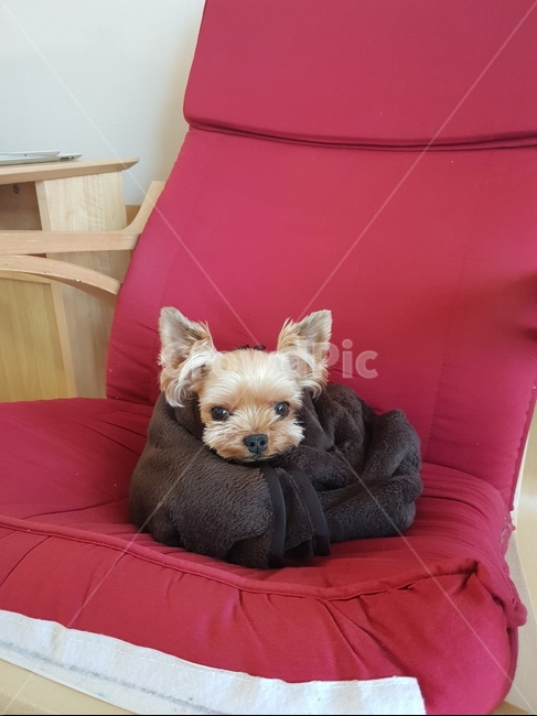강아지,반려견,요크셔,요크셔테리어,멍멍이,댕댕이,개,애완견,동물,animal,포유류,mammal,개,강아지,dog,doggy