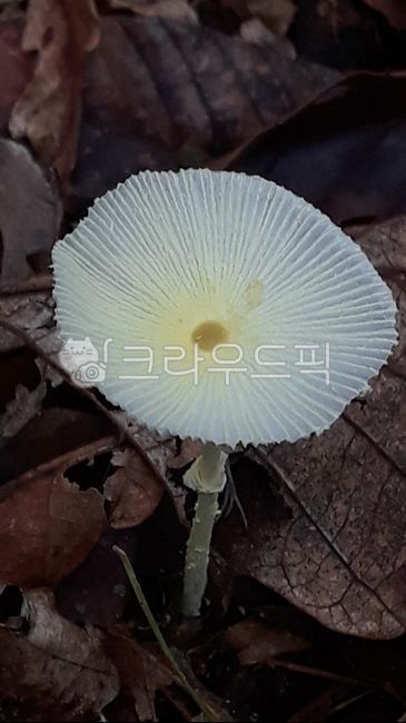 plant,식물,fungus,진균류,amanita,아마니타,agaric,아가릭,mushroom,버섯,고독,독버섯