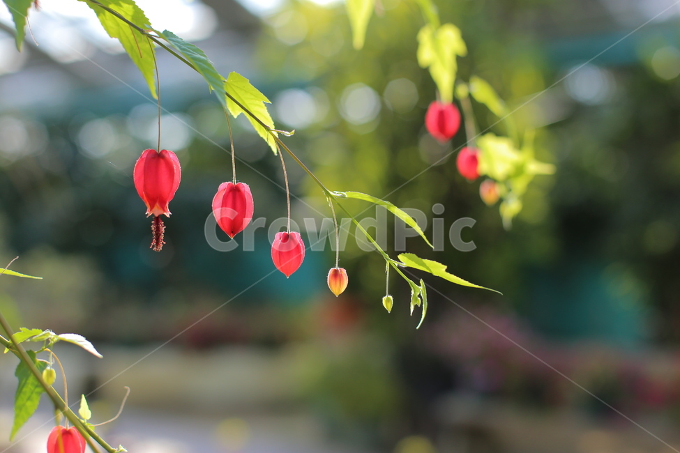 정원,야외,garden,leaf,잎,plant,식물,온실