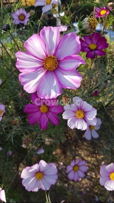 가을,코스모스,가을꽃,한들한들,꽃,plant,식물,식물,자연,plants,nature,꽃,flower