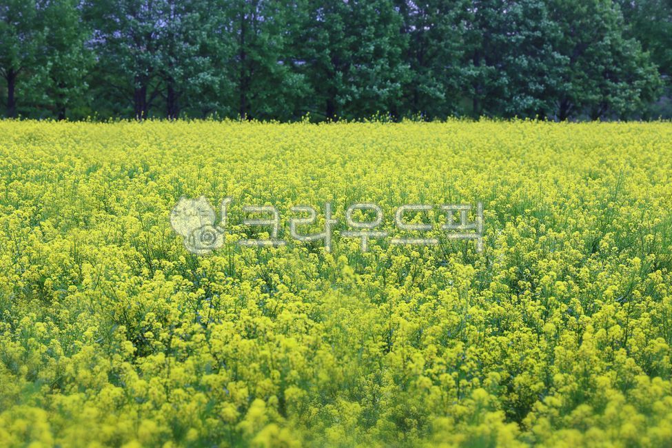 유채,유채꽃,꽃,노란꽃,식물,자연,유채꽃밭,꽃밭,한강시민공원
