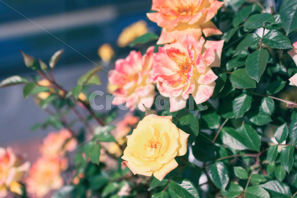 꽃,여름,여름꽃,rose,장미,식물,자연,flowers,summer,summerflowers,plant,정물,장미축제,nature,여름,계절,summer,season,식물,자연,plants,nature,꽃,flower,blossom
