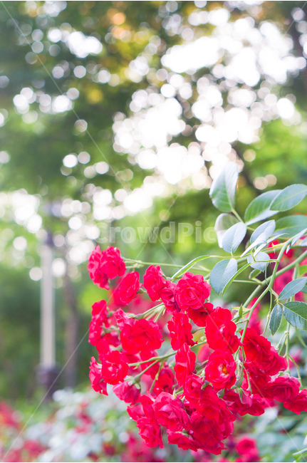 장미,봄,꽃,빨강,해,빛,식물,자연,plants,nature,꽃,flower
