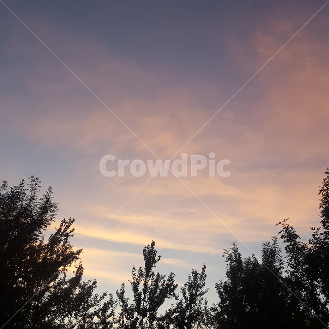 하늘,핑크구름,감성적,구름,pinkcloud,sky,나무,tree,자연,풍경,nature,landscape,plant,식물,fir,전나무