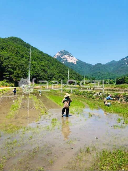 벼농사, 논농사, 농사풍경, agriculture, ricefarming, 사진,이미지,일러스트,캘리그라피 - festavita작가