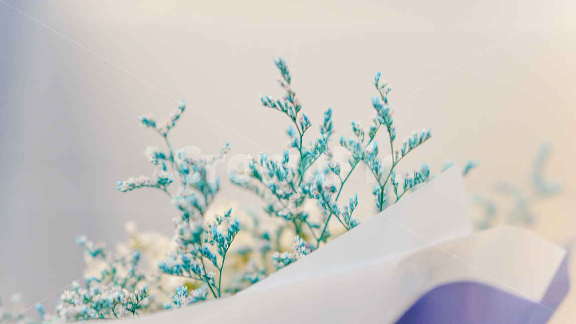 꽃,안개꽃,블루,파란꽃,flower,foggyflower,blue,blueflower,꽃,flower,기념일,축하,anniversary,congratulation,celebrate,celebration