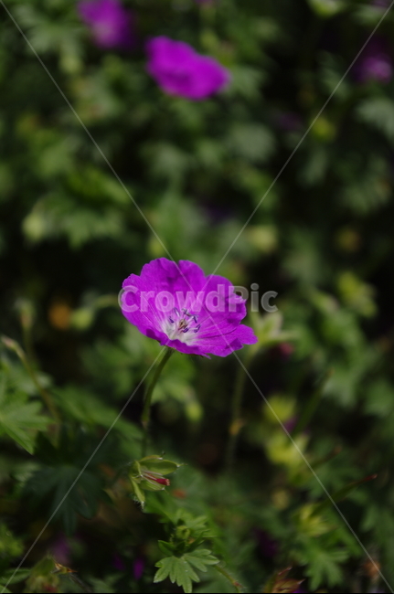 꽃,flower,식물,plant,계절,봄,spring,식물,자연,plants,nature,꽃,flower