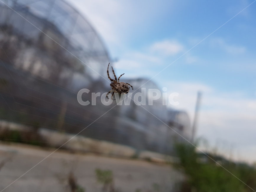 거미,자연,곤충,하늘,거미줄,곤충,벌레,insect,bug