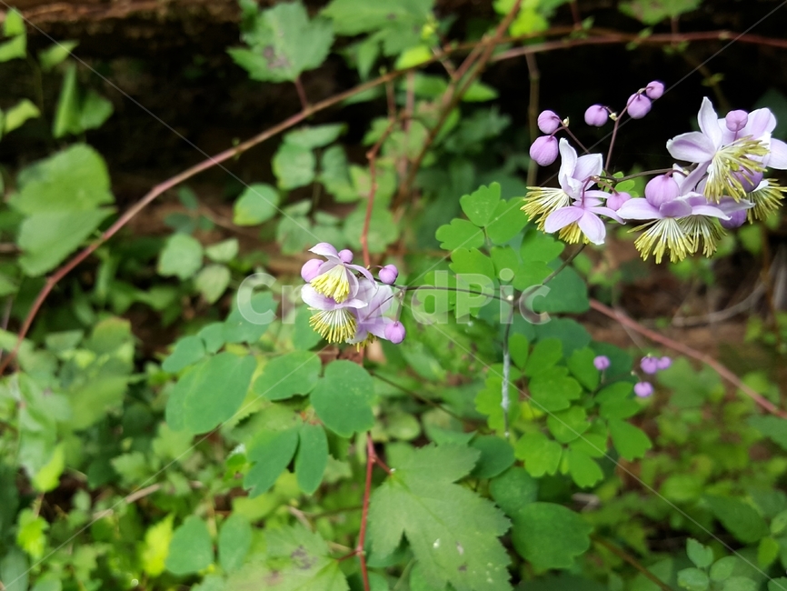 금꿩의다리,야생화,한국자생식물,자연,여러해살이풀,yellowfilamentousmeadowrue,식물,꽃,flower,식물,자연,plants,nature,꽃,flower