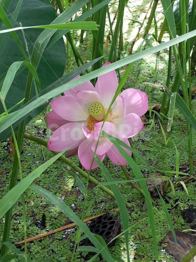 연꽃,연잎,세미원,분홍색,수줍음,식물,자연,plants,nature,꽃,flower