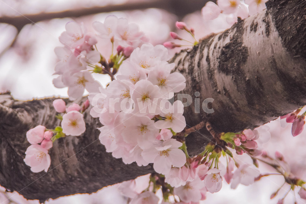 벚꽃,봄꽃,cherryblossom,봄분위기,spring,꽃