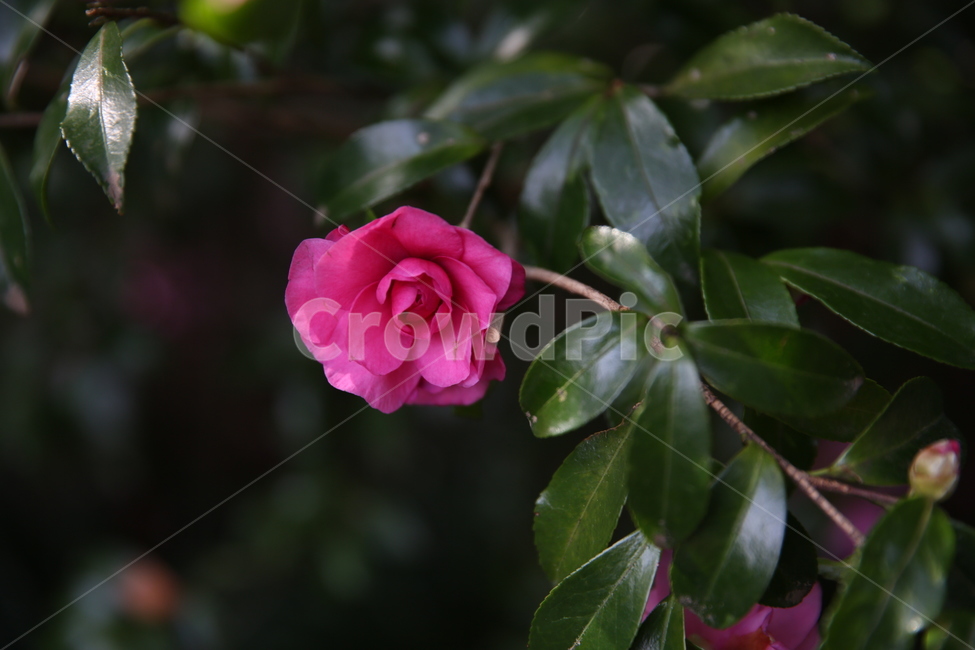 꽃,자연,식물,초록,flower