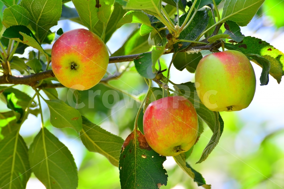 사과,애플,apple,과일,음식,가을,시즌,계절,단풍,단풍잎,시안,디자인,디자이너,출판,편집,책자,서적,사보,카다로그,콘텐츠,리플렛,브로셔,모바일,팝업,전단,광고,색감,칼라풀,sns,ebook,웹,마케팅,마켓팅,season,감성,필,느낌,나뭇잎,autumn,fall,red,color,9월,10월,잼,쥬스,과일주,애플파이,먹고싶은,군침,맛,감칠맛,새콤,달콤,비타민,다이어트,건강식품,식초,구연산,fruit,food,과수원,사과밭,잘익은,수확,열매,유실수,샐러드,생과일,jam,juice,사과산,농원,음식,식재료,요리,food,cook,meal,dishes,food reserves,과일,열매,fruit