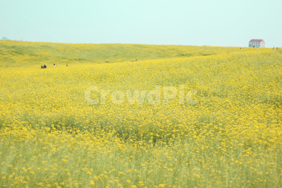 봄,꽃,유채꽃,안성팜랜드,유채꽃밭,봄,계절,spring,season,자연,풍경,nature,landscape,outdoors,옥외,field,들,grassland,목초지,rural,농촌,farm,농장
