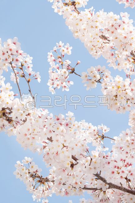 Spring,cherry blossoms,cherry tree,flower viewing,spring news,cherry blossom tree,sky,clear,weather,march,april,blossom,nature,bloom,season,tree,plant,flower,natural,pink,background,landscape,full bloom,sky blue,pink,petal,outdoo