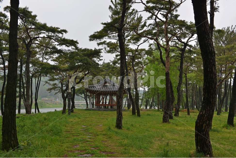 나주,남평,드들강,드들강유원지,유원지,지석천,경치,경관,풍경,연두색,봄,드들강봄,계절,outdoors,옥외,nature,자연,tree,나무,식물,plant,treetrunk,나무줄기,정자,소나무,솔밭