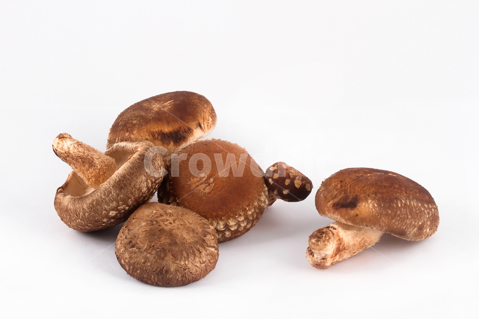 표고버섯,표고,식재료,정물,누끼,음식,재료,버섯,mushroom
