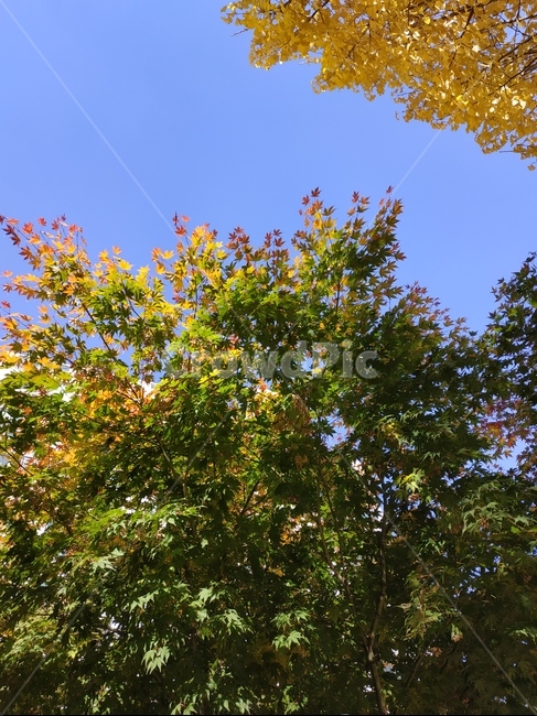 가을,나무,초록색,노란색,단풍,낙엽,하늘,sky,autumn,가을,계절,fall,autumn,season,tree,plant,식물