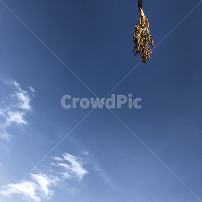 하늘,가을,구름,나무가지,감,나무,가을하늘,겨울하늘,풍경,sky,cloud,tree
