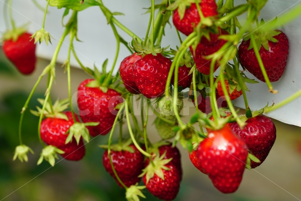딸기,과일,열매,식물,자연,빨강,fruit,strawberry,nature,red,식물성,과실,농장,농작물,농산물,빨간,빨강색,빨간색,맛있는,맛있다,싱싱한,싱싱한다,수확,재배,과수원,음식,식재료,요리,food,cook,meal,dishes,food reserves,과일,열매,fruit,채소,야채,vegetables