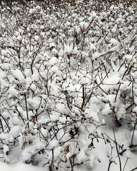 눈,눈꽃송이,겨울,눈밭,하얀,나뭇가지,쌓이다,깨끗한,순백,순수,winter,snow,white,clean,pure,겨울,계절,winter,season