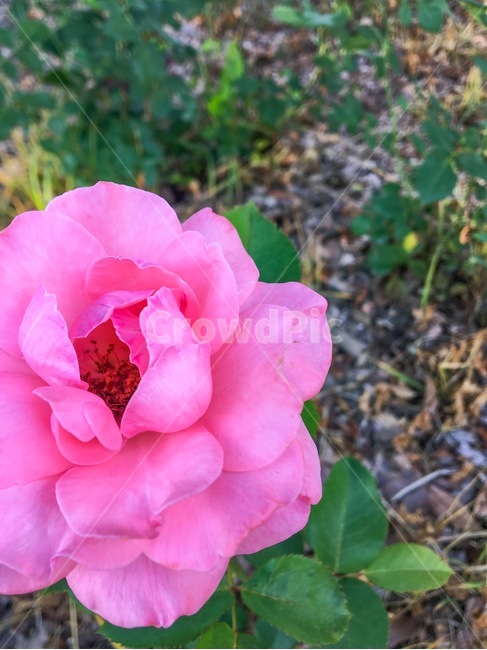꽃,자연,장미,분홍장미,flower,식물