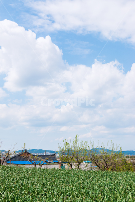 시골,풍경,봄,맑은날,맑은하늘,구름,뭉게구름,밭,논밭,농사,농촌,옥외,outdoors,야외,weather,날씨,nature,자연,cloud,적운,clouds,sky,하늘,countryside,spring,clear,시골,마을,풍경,landscape,country,rural,town