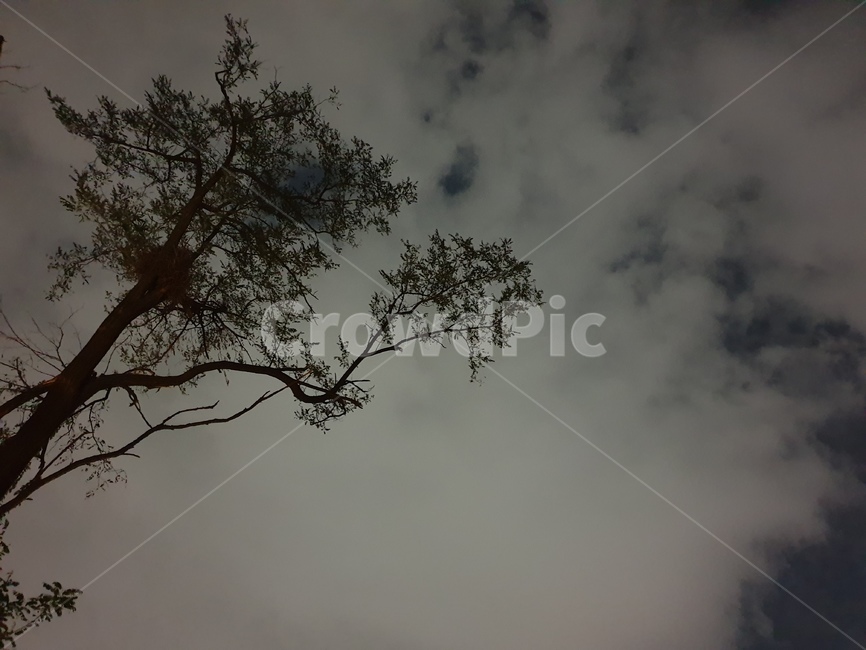 nature,자연,dark,gloomy,나무,구름,cloudy,식물,자연,plants,nature,나무,trees,wood