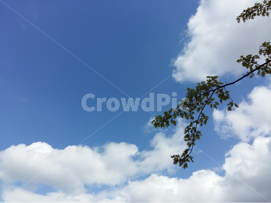 흰구름,파랑하늘,연두나무잎,바람,봄,자연,풍경,nature,landscape,outdoors,옥외,azure sky,푸른 하늘,sky,하늘
