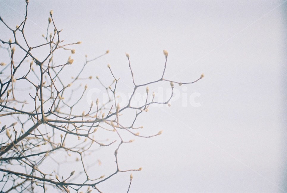 목련,꽃,봄,늦겨울,하늘,꿈,시작,봉오리,식물,자연,plants,nature,나무,trees,wood