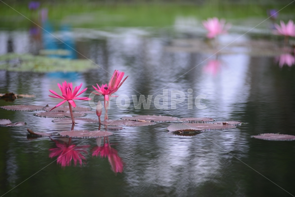 수련,연꽃,반영,물,자연,꽃,연잎,분홍,초록,식물,자연,plants,nature,꽃,flower