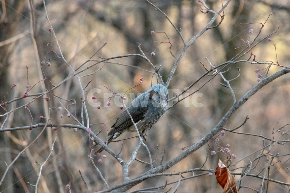 새,직박구리,동물,나무,산,망원,동물,animal,조류,새,birds