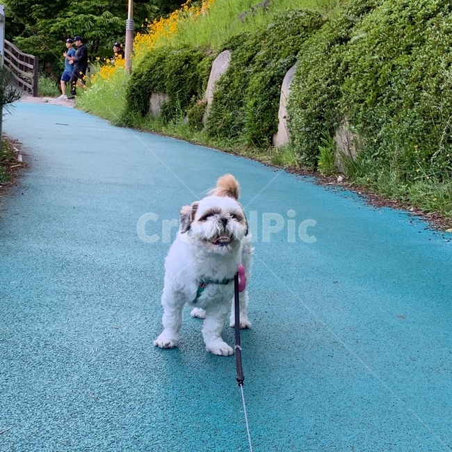 강아지,시츄,산책,개,귀여움,산책로,자연